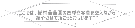 ここでは、椛村葡萄園の四季を写真を交えながら 紹介させて頂こうとおもいます^^